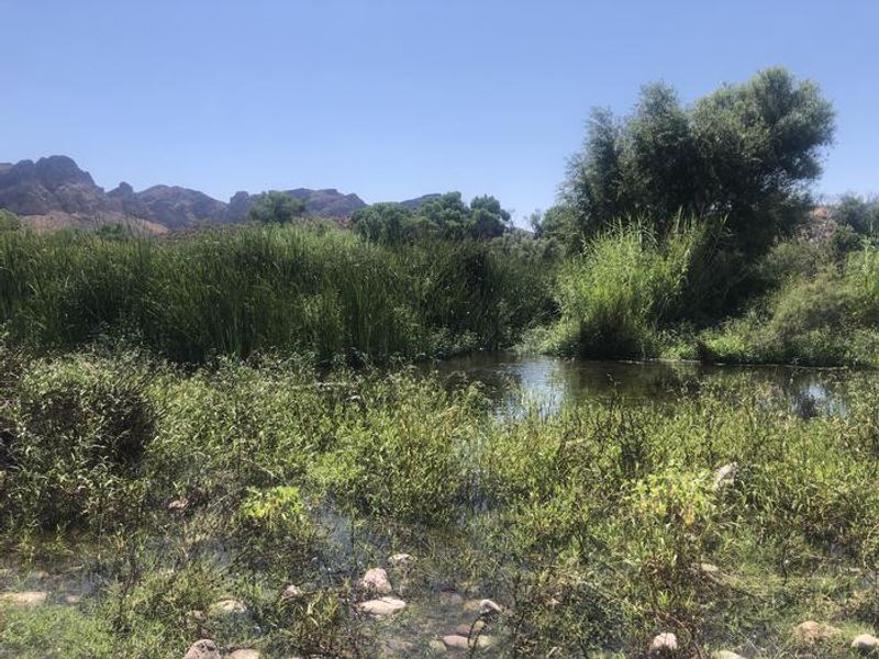 Tonto National Forest