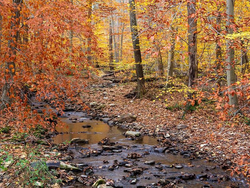 Enjoy the soothing sound of Owens Creek and abundant wildlife from you campsite in Owens Creek.