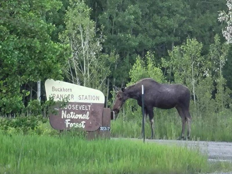 Ranger Station sign with moose. 
