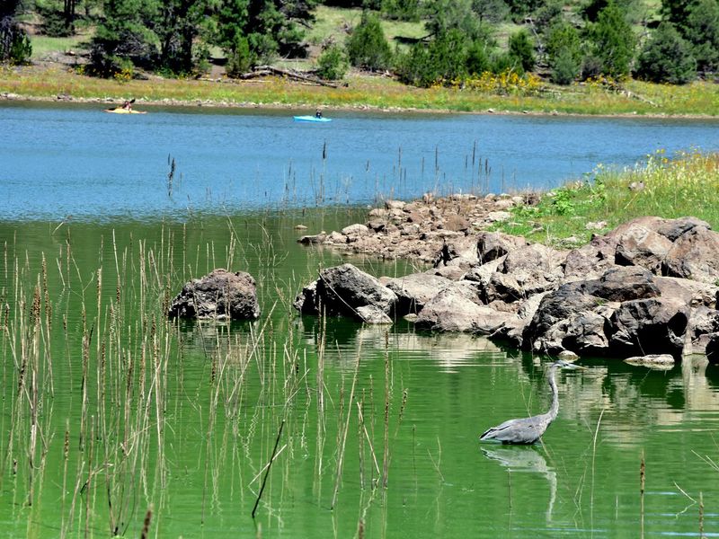 Kaibab Lake Wildlife