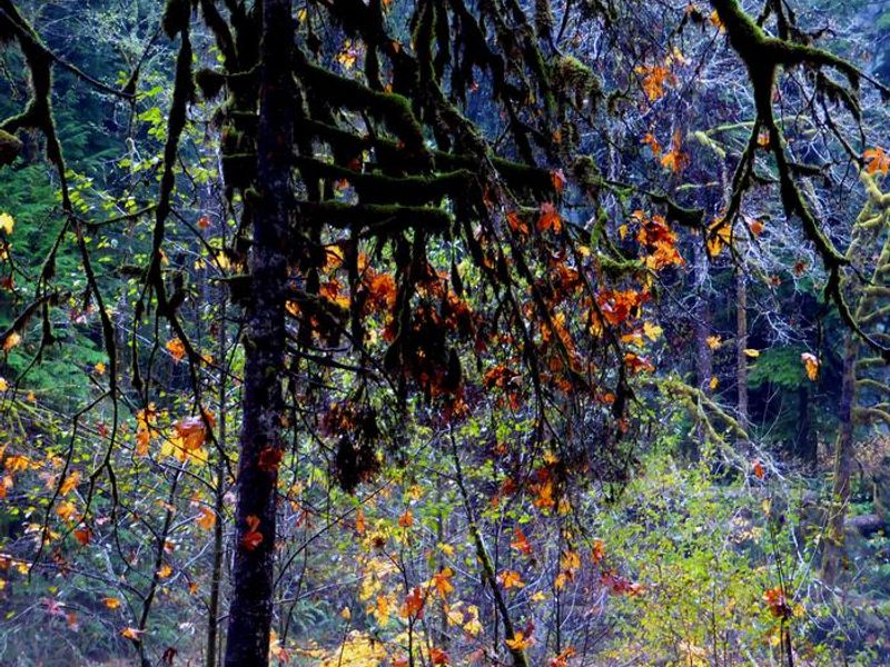 Campsite in the Fall