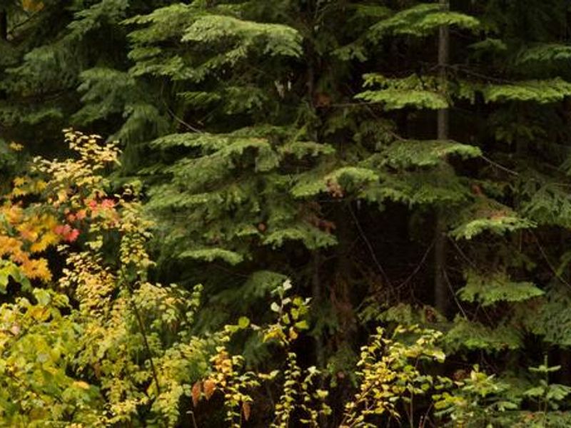 Atkisson Camp in fall