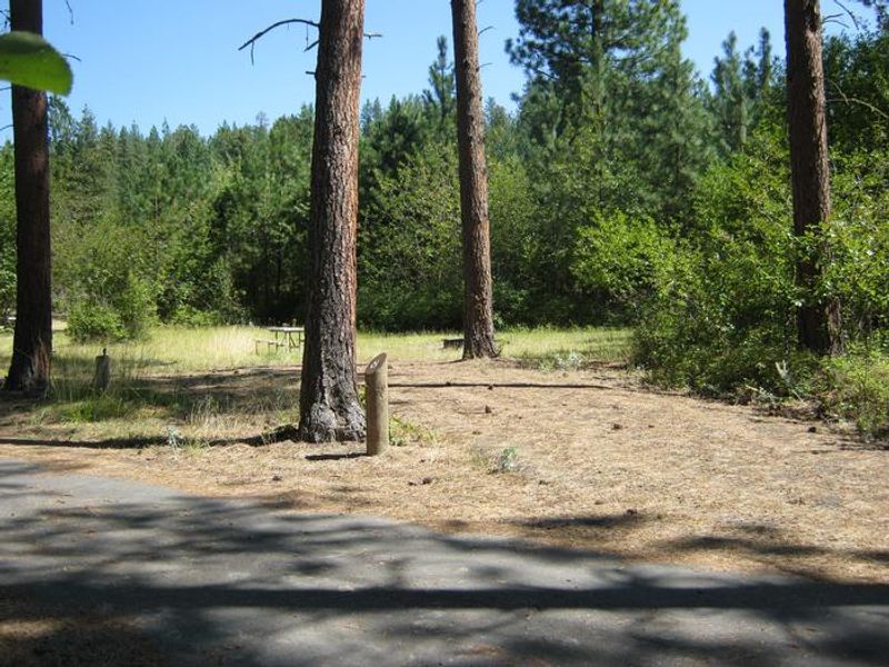 Hunters Campground trees and bushes in the background