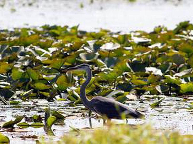 Great Blue Heron in Long Lake in Indiana Dunes National Park.