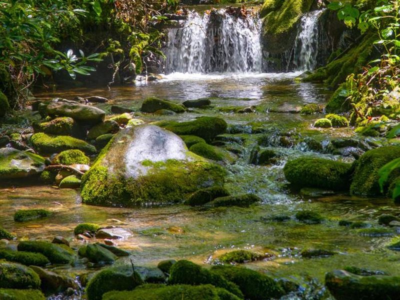 Cosby Creek Nature Trail. Great for wildlife viewing of salamander, birds, snakes, fish, and woodland critters