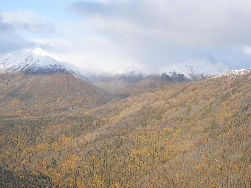 Overview of the area traversed by the Portage Creek Trail adjacent to the cabin site.