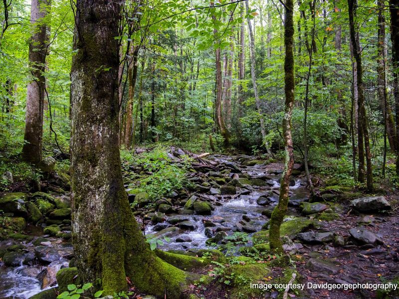 One mile loop on the Cosby Nature trail