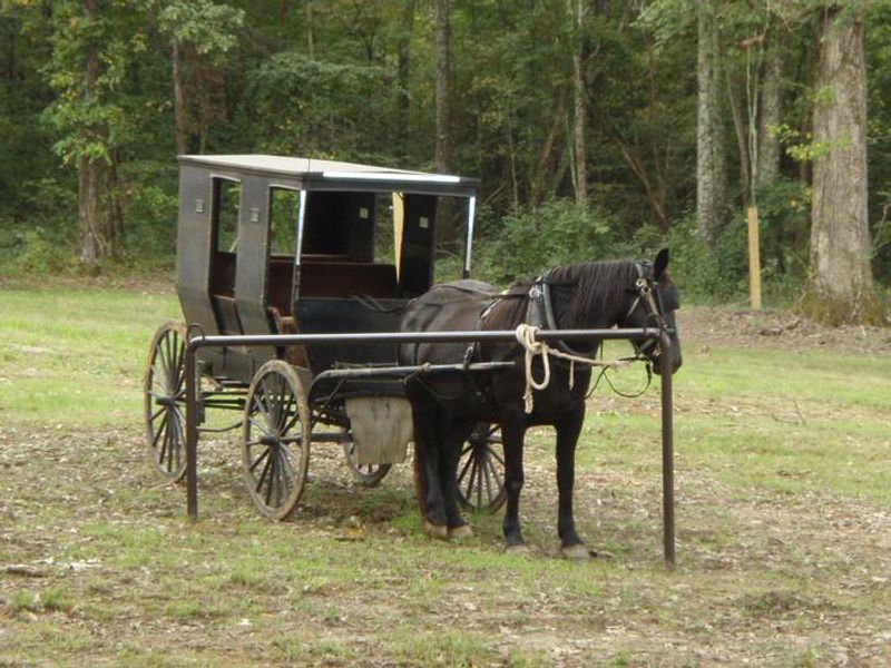 Horse and buggy