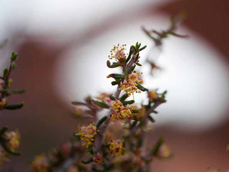 Narrowleaf Mountain Mahogany