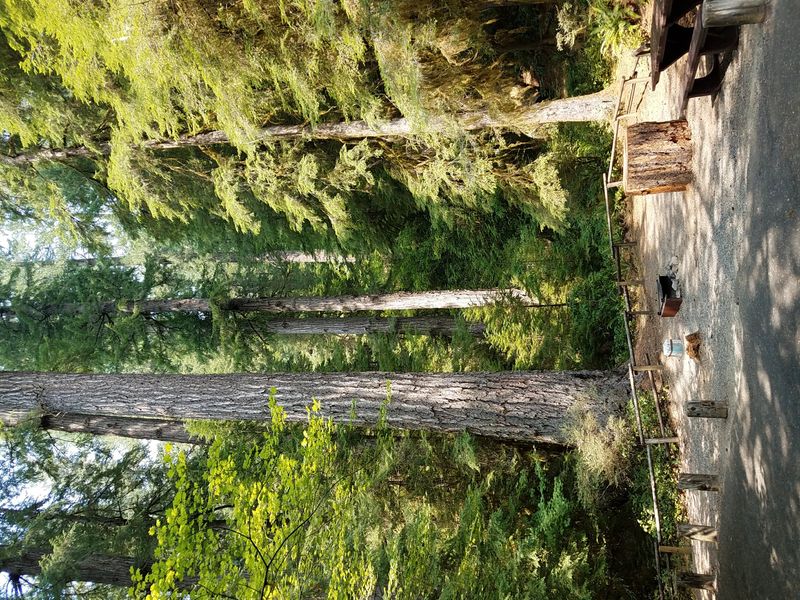 Campsite at Yellowbottom Recreation Site