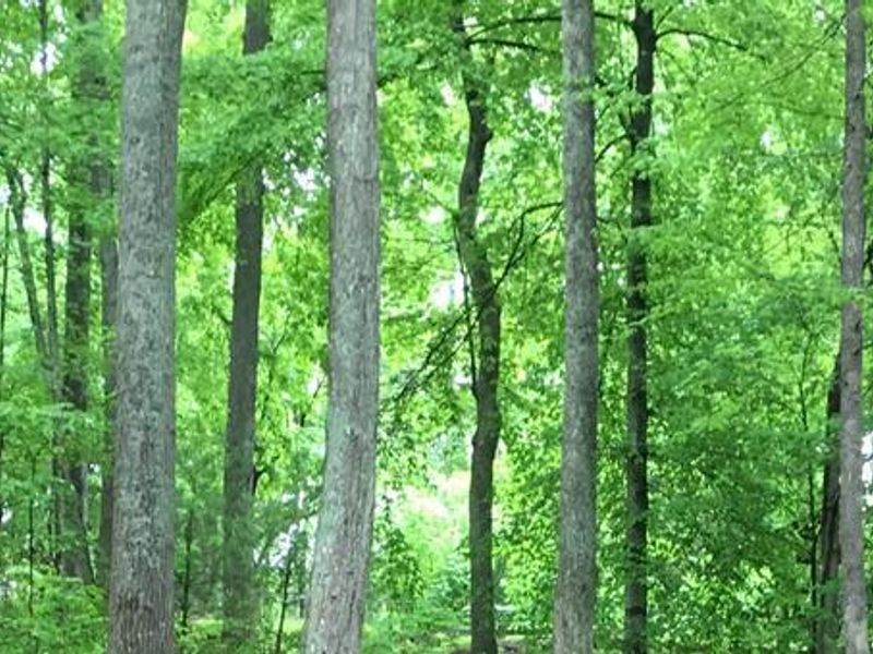 Cardens Bluff Campground