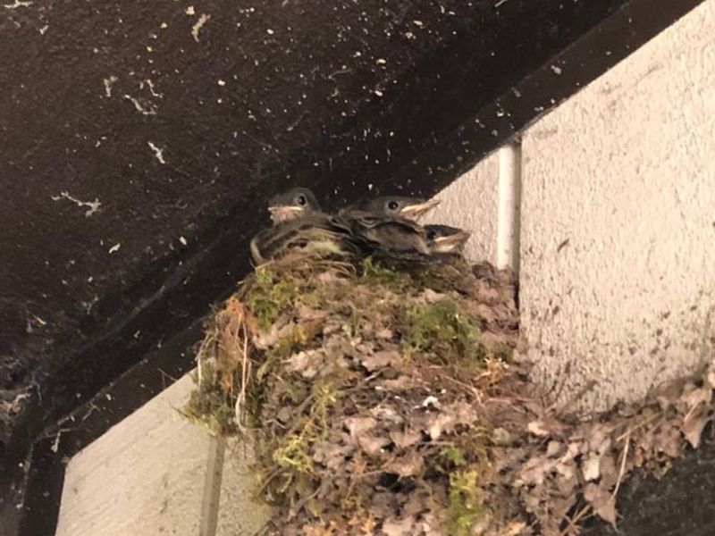 Birds at the ranger station