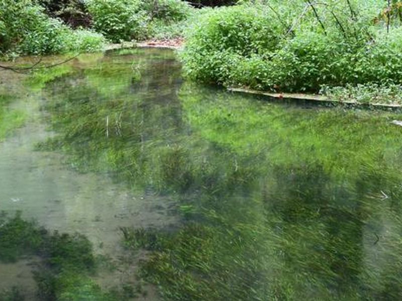 SPRING AT LANE SPRING RECREATION AREA