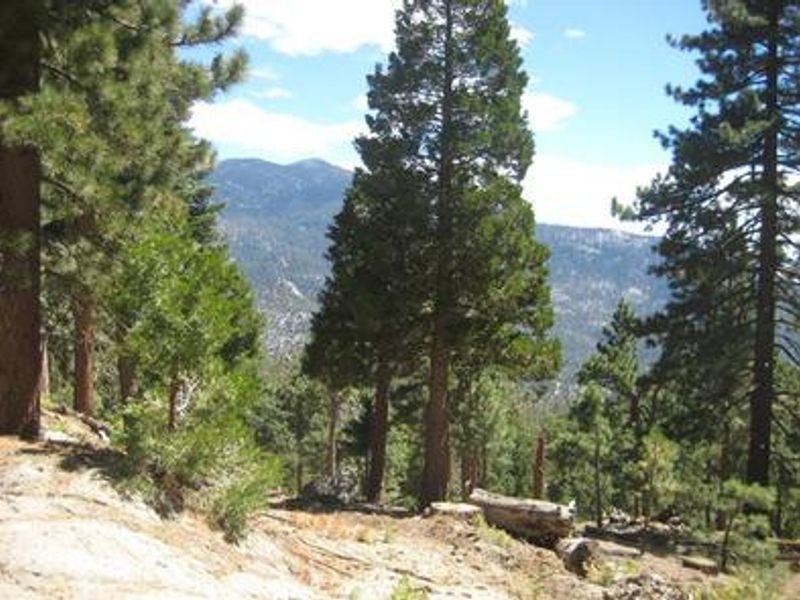 Down slopping hill with trees.