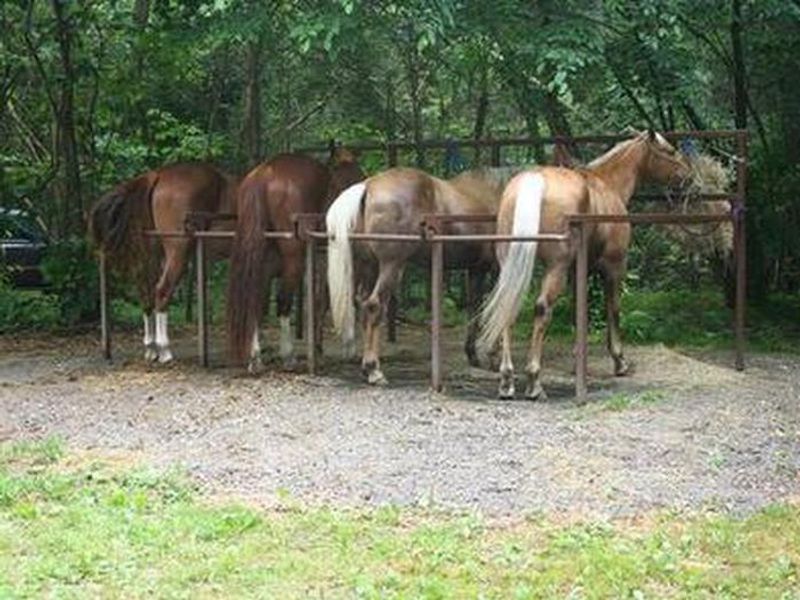 Horses corralled at Cataloochee Horse Camp
