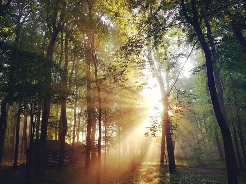 Morning sun shines through the hardwood forest in Camp Misty Mount.