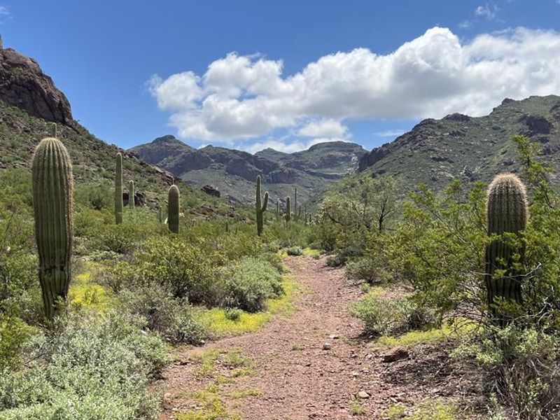 The Alamo Canyon trail is a 1.8 mile roundtrip hike into Alamo Canyon.