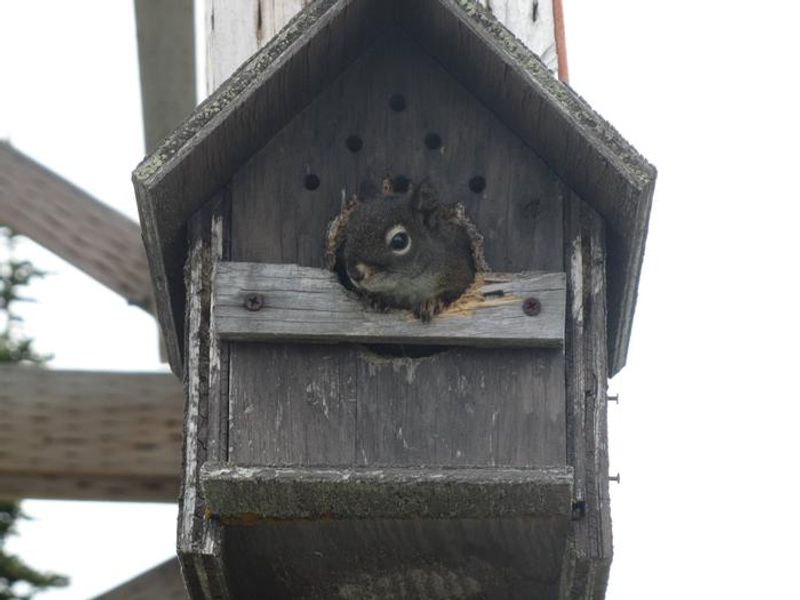 Big Creek Badly Hostess
