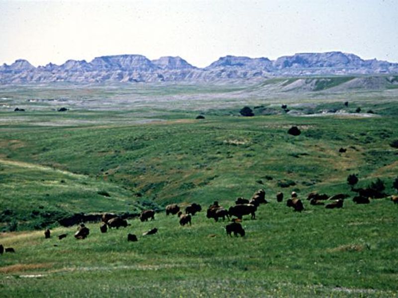 The campground is in the bison area and so be aware when exploring the campground and surrounding environs.