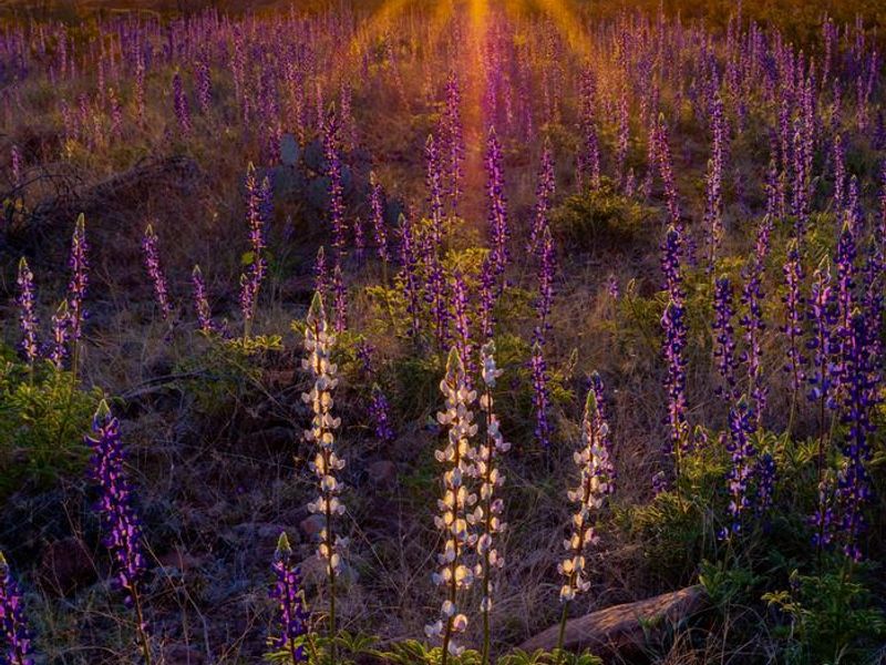 Big Bend National Park