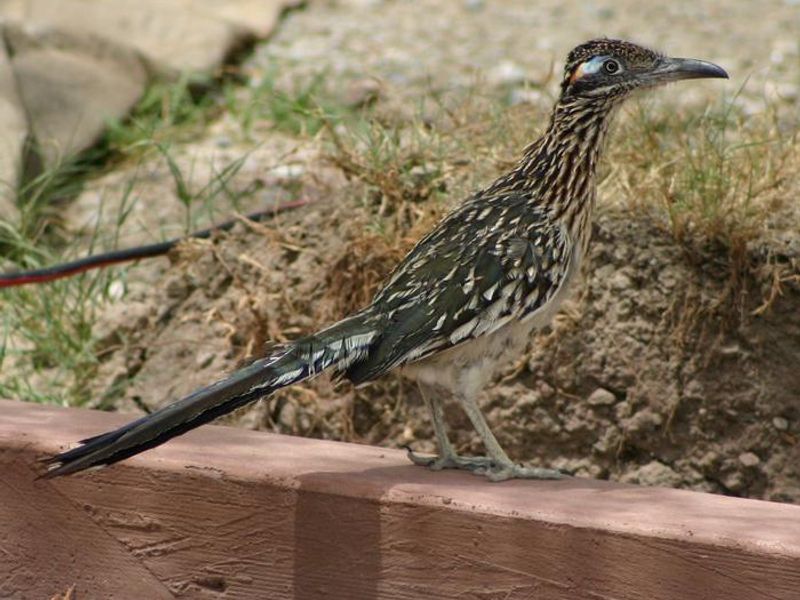 Roadrunner