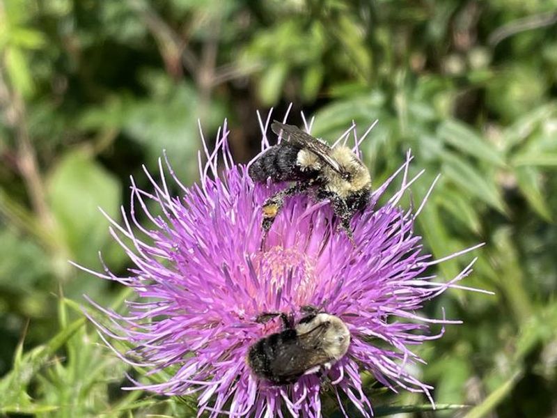 A photo of bees on a flower outside the facility at Loft Mountain Campground