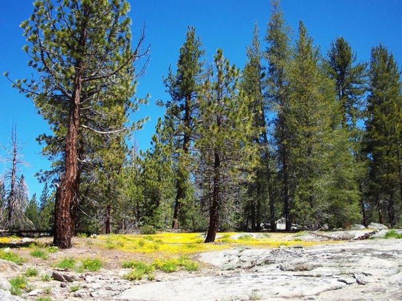 Jeffrey pines and wildflowers in late June