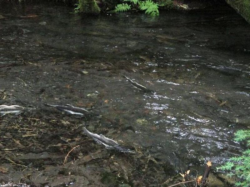 Silver Springs Campground