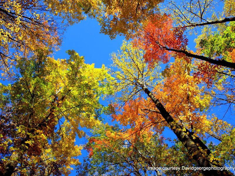 Fall Tree Tops from campsite