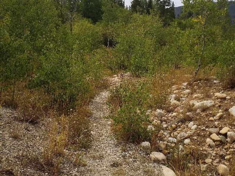 Ryan Park Moose Trail 2