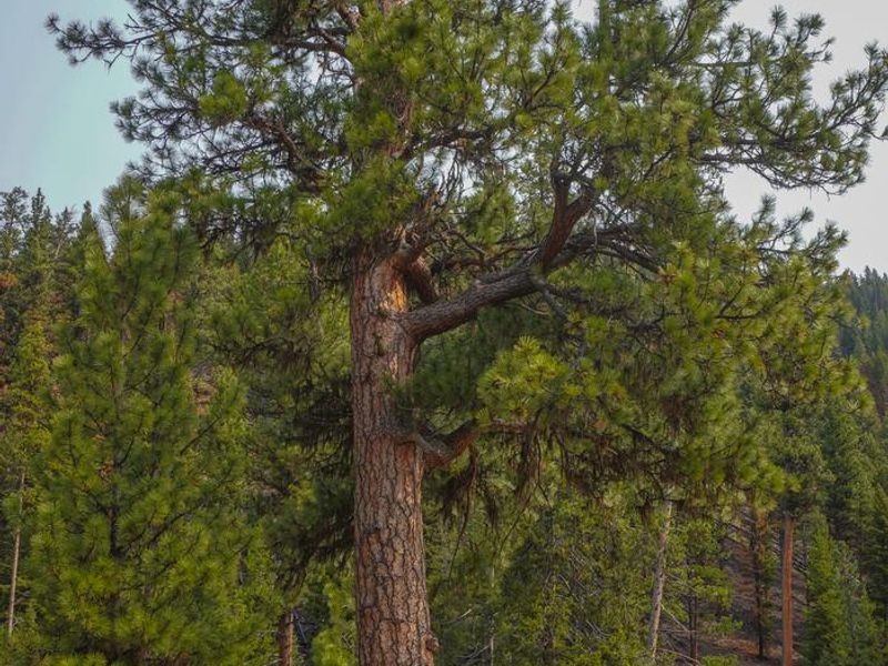 Ponderosa Pine
