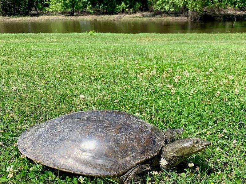 A rarely seen Soft Shell Turtle 
