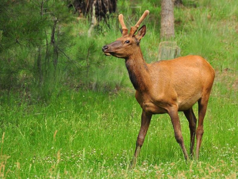 Elk are frequently seen in the campground. Elk are wild animals, please give them space and do not feed them. 