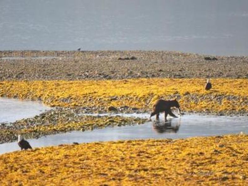 KENNEL CREEK CABIN (AK)