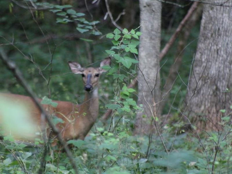 Abundant wildlife can be found all across the Orleans Trail North and Orleans Trail South park areas. 