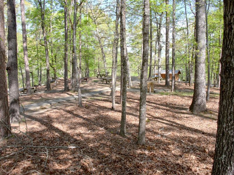 Cooper's Branch #2 Picnic Area.
