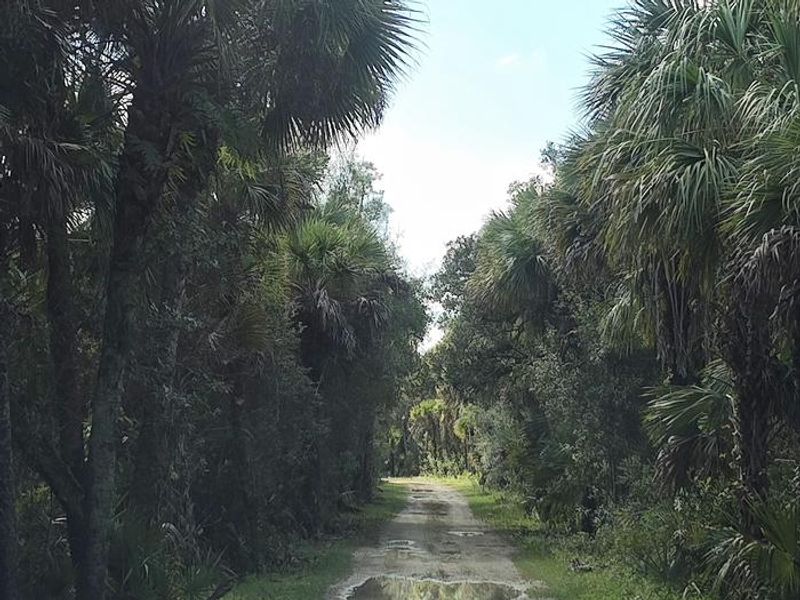 Gator Head Campground Trail