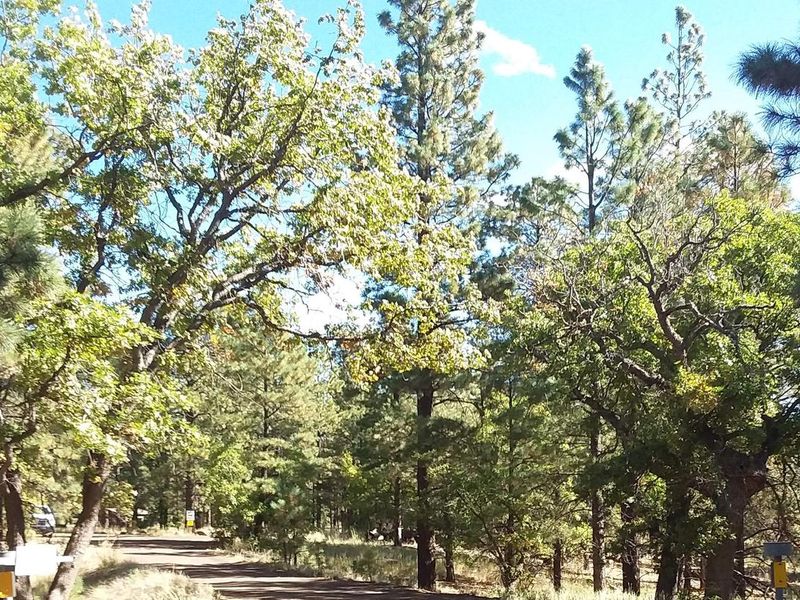 Little Elden Springs Horse camp tree ridden pathway