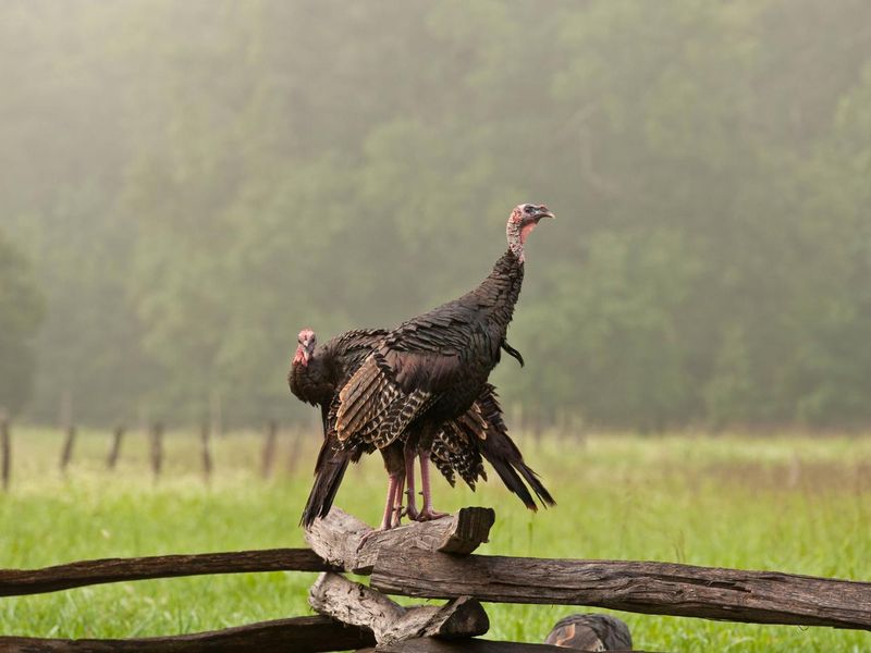Wild Turkey