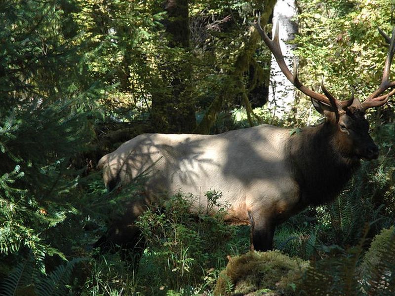 Elk in Hoh Rainforest