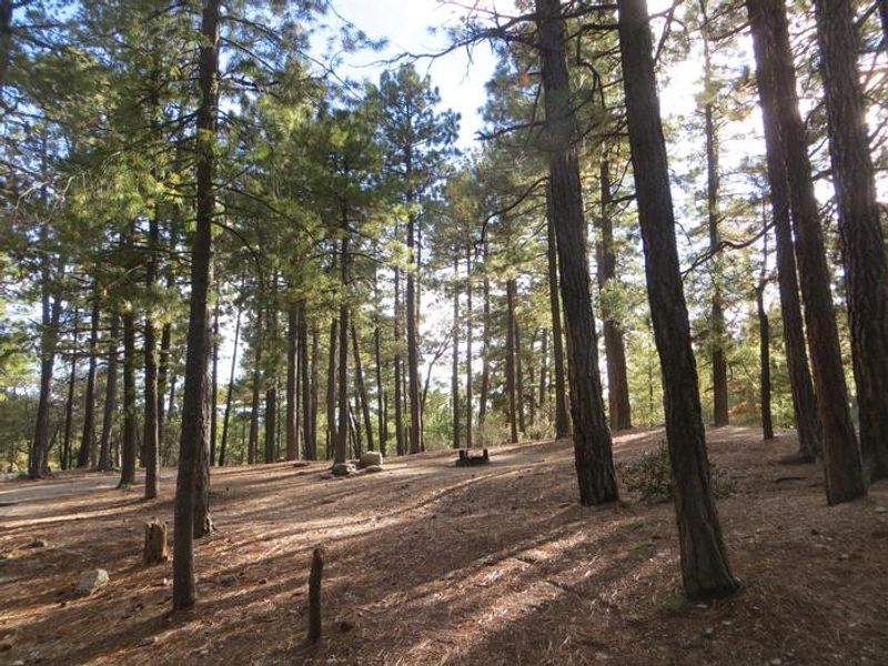 Showers Point Group Campground