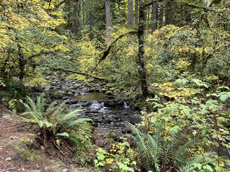 South Santiam River at Trout Creek Campground