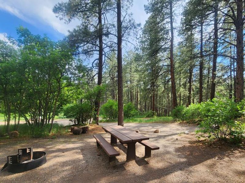 Many sites offer shade from tall pines