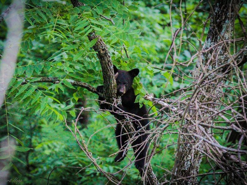 Abundant wildlife, you'd be one in a thousand to catch a glimpse of the bears. A rare treat!