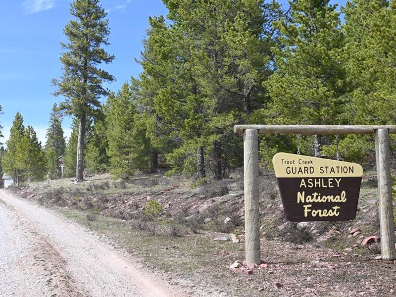 Road into Trout Creek