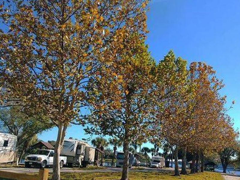 Winter Foliage at W.P. Franklin N. Campground under the crisp blue sky