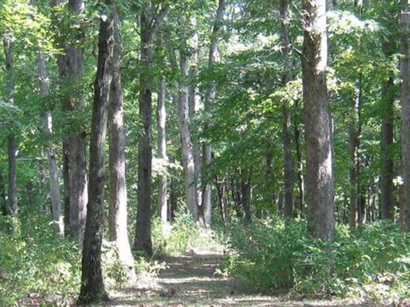 View from Picnic Shelter