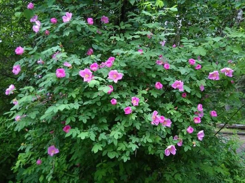 Wild Roses at Big Hank Campground