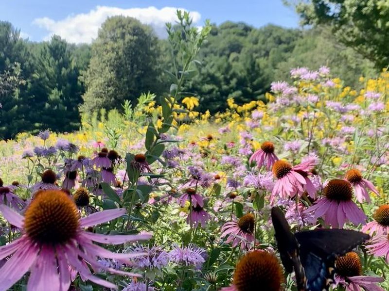 Prairie restoration project
