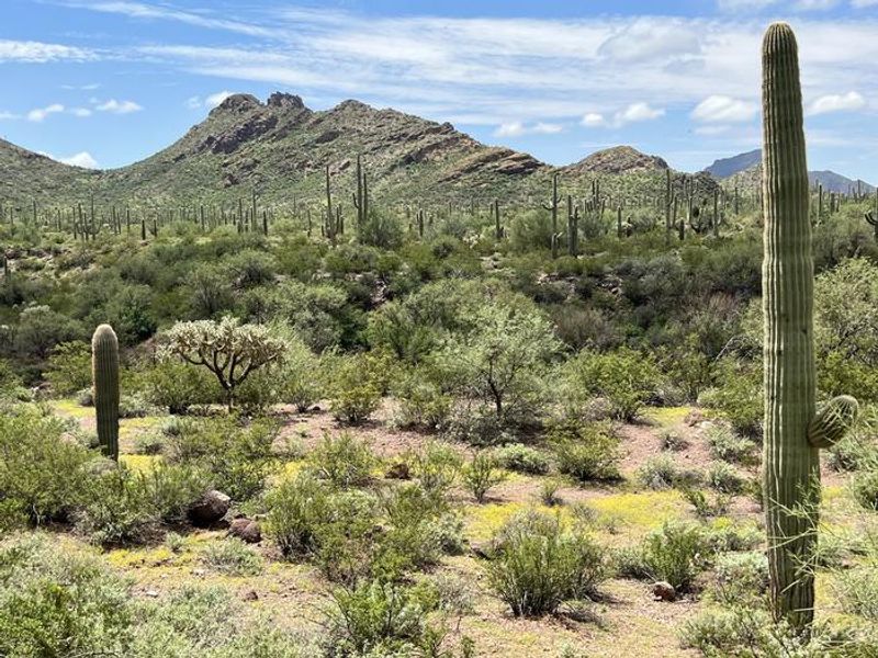 The view to the south at Alamo Canyon Campground.